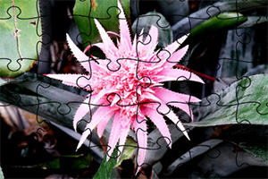 ����������ƴͼ