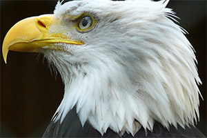 Ұ������ƴͼ��ս