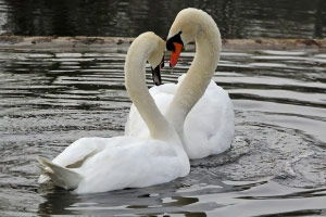 ���ŵ����ƴͼ