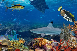 ������ɺ����