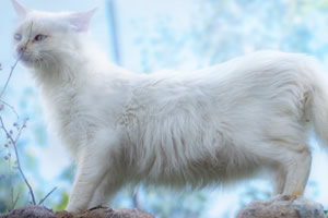 ƴ�ɰ�è��ͼƬ