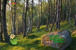 ����ɭ������