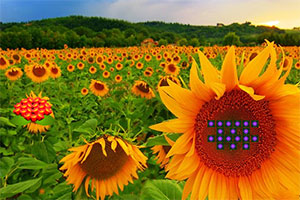 ���տ�������