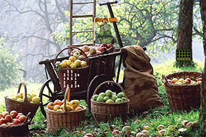 �ӳ�����԰