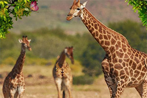 �ι�Ұ������԰