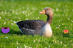 �����Ķ�����