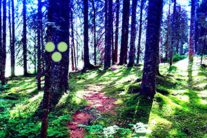 ����ɭ�ִ�����