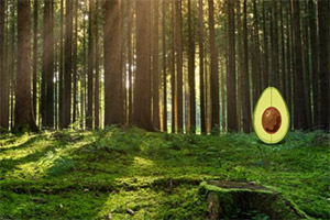 ���ڲ���ķ�